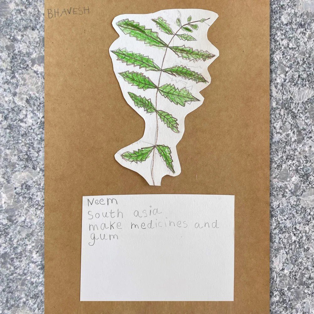 Knowledge Exchange: Plants Drawing Workshop