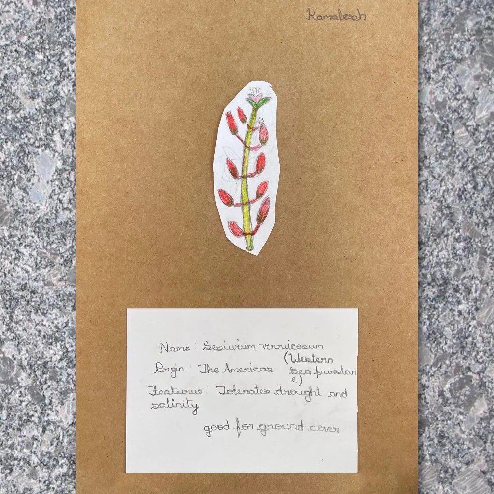 Knowledge Exchange: Plants Drawing Workshop