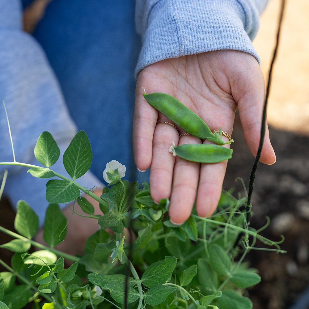 Laboratory Certification and First Harvest