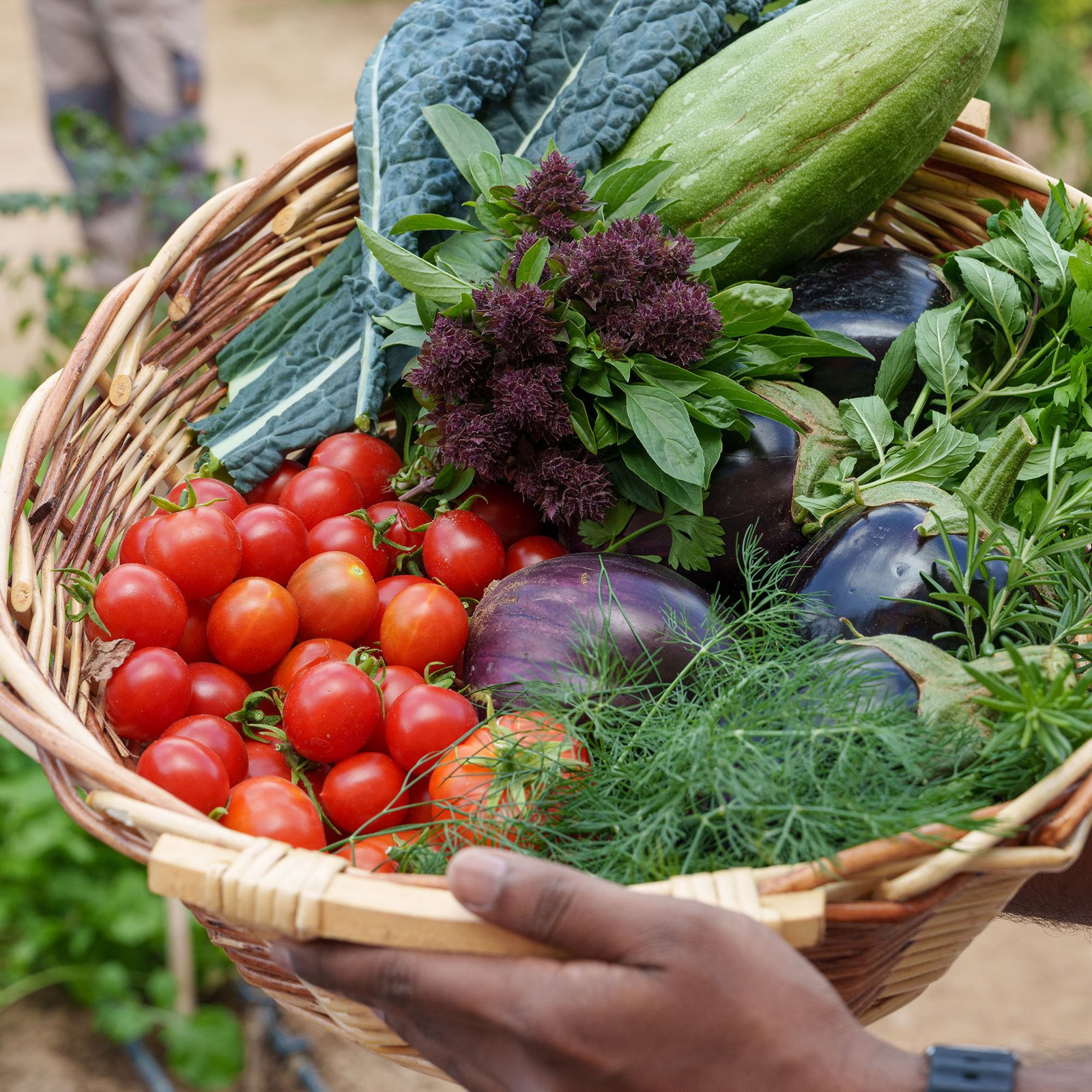 Laboratory Certification and First Harvest