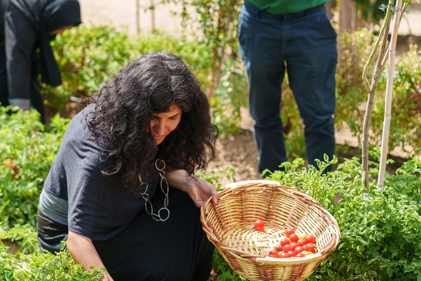 Harvesting and Cooking Session with DAAR and SAT Staff
