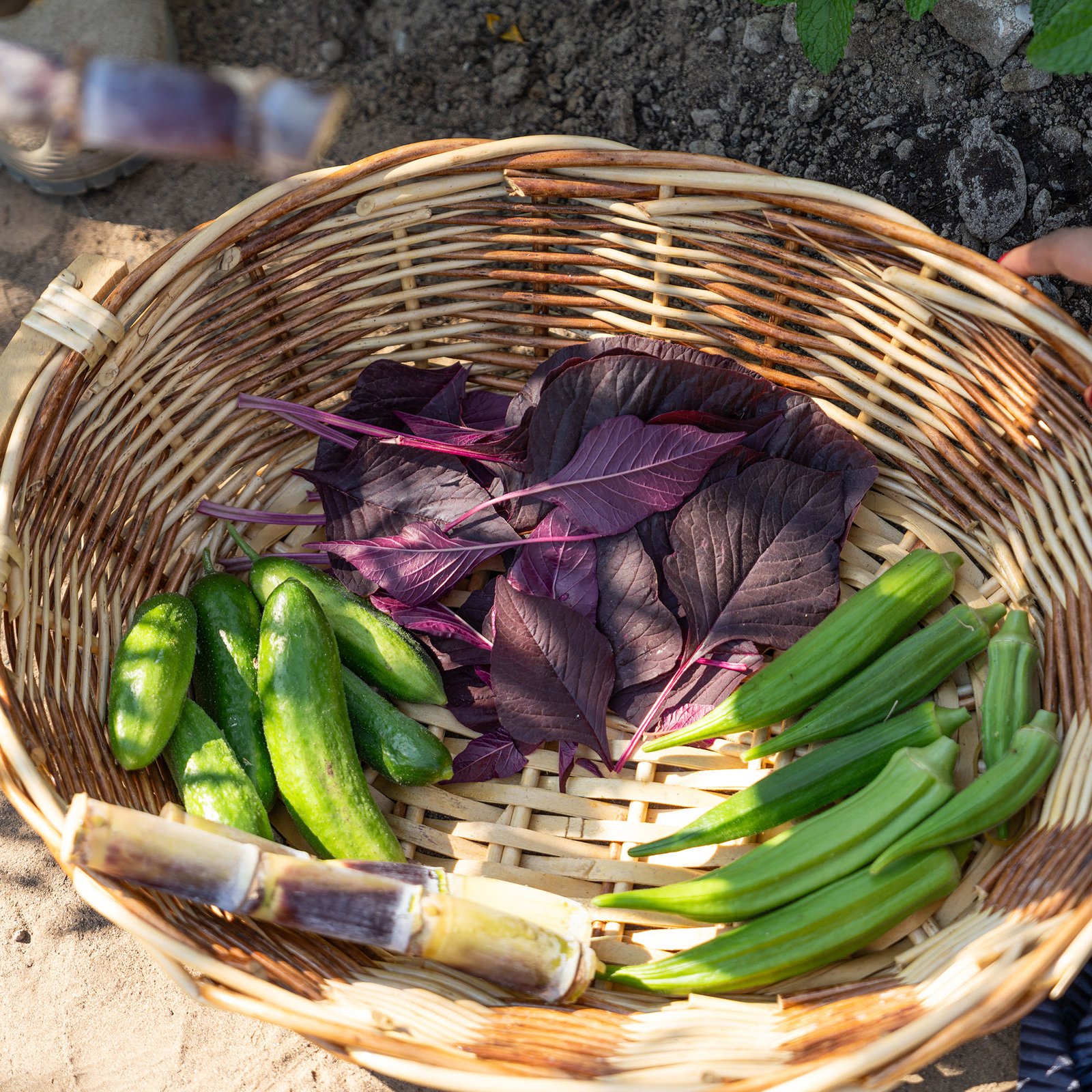 Laboratory Certification and First Harvest