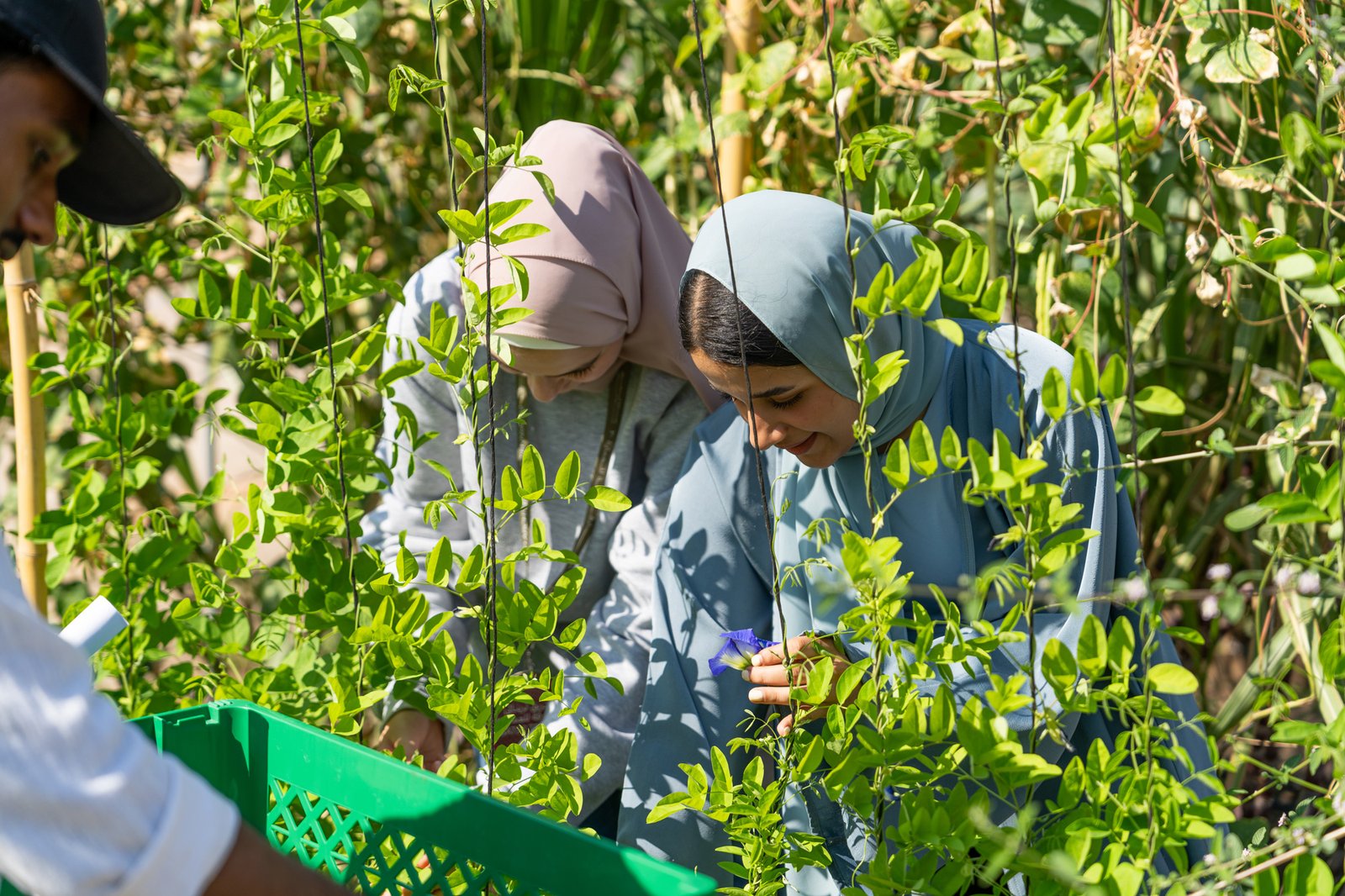 Harvesting and Cooking Session with SAT Staff