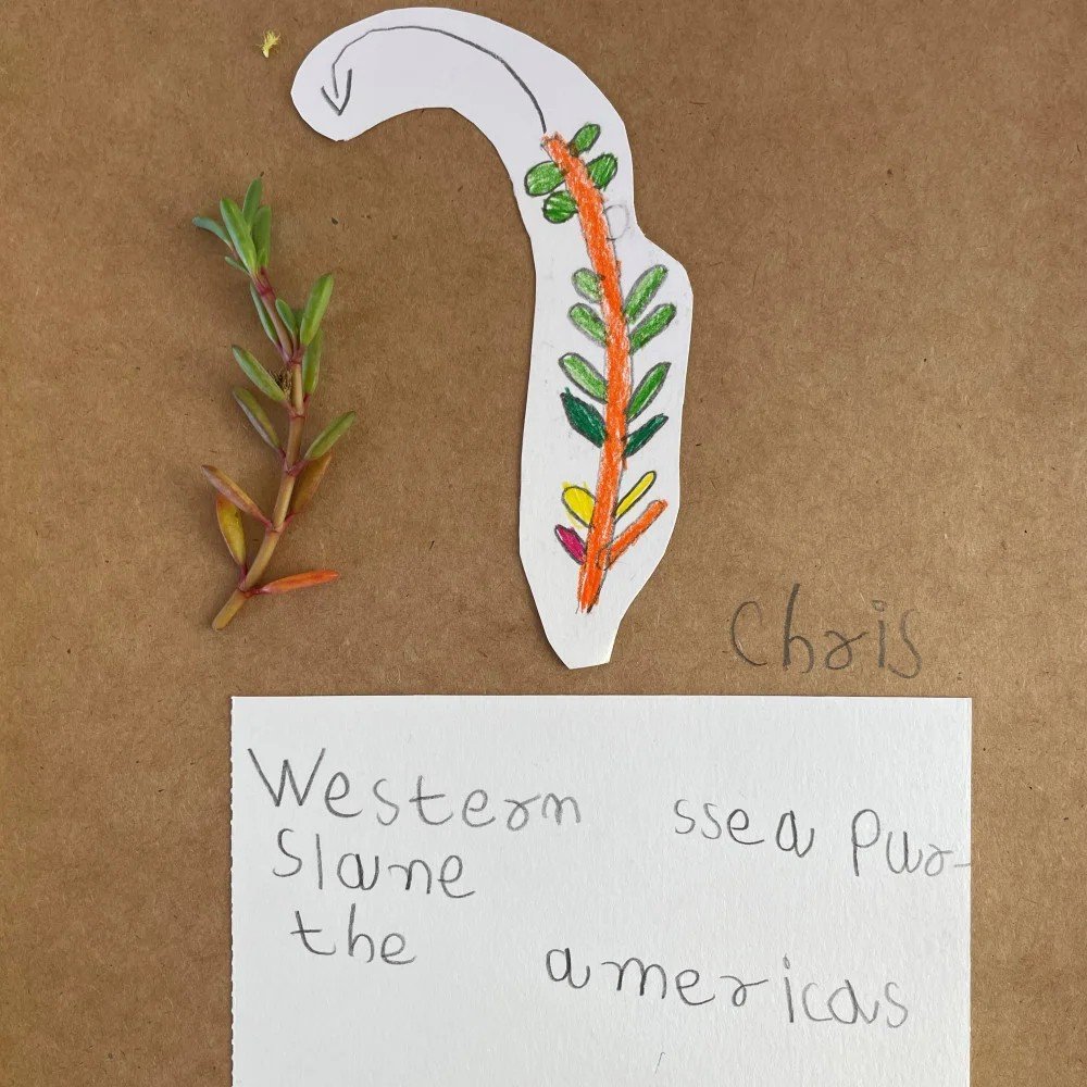 Knowledge Exchange: Plants Drawing Workshop